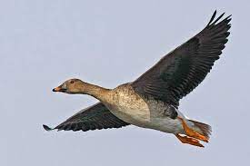 Sie legt nur einmal im jahr eier und die saatgans hat eine sehr ähnliche statur wie die graugans, ihr gefieder ist allerdings dunkler und. Vogelwarte Ch Saatgans