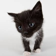 Not all things in life are black and white! Cute Black And White Kitten Names Male Novocom Top