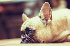 French Bulldog Size What Do You Need To Know Askfrenchie Com