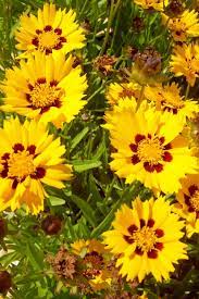 Pin On Piante Erbacee Perenni A Fiori Estivi