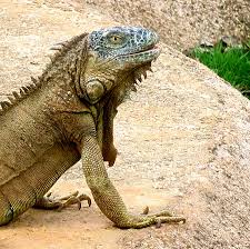 Are there any plants that iguanas won't eat? though beautiful, plants such as bougainvillea, hibiscus, and anything with bright flowers, may serve as an attractant to iguanas. Iguanas Of Yucatan Part Iii Yucatan Living
