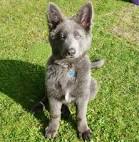 8 Weeks to 12 Months - Blue Ridge Lane German Shepherds