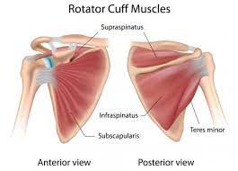A rotator cuff tear occurs when a rotator cuff muscle or tendon actually tears. Avoid Shoulder Injury By Strengthening The Rotator Cuff Shoulder Muscle Anatomy Rotator Cuff Exercises Rotator Cuff Tear