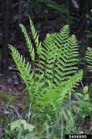 Image result for Osmundaceae