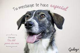 Para una mayor información acuda a su veterinario de confianza. Dia Del Perro Sin Raza A Mi Me Gustan Mestizos Gublog