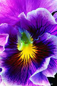 Pin By Nina Salminen On Gardening Purple Flowers Beautiful Flowers Amazing Flowers