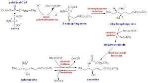Synthesis Of Sphingosine Biochemistry Ceramides Math