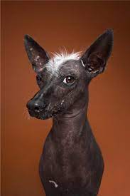 We did not find results for: 10 Ideas De Perro Sin Pelo Perro Sin Pelo Perro Peruano Perro Xoloitzcuintle
