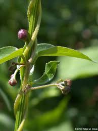 Image result for Vincetoxicum heterophyllum