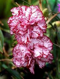 Carnation Striped Dianthus Caryophyllus I Cannot Be With You Carnation Flower Strange Flowers Dianthus Flowers