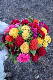 Maybe you would like to learn more about one of these? Where To Buy Flower Seeds For Sale