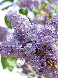 14 Shrubs You Can T Kill Hgtv Lilac Varieties Lilac Gardening Syringa Vulgaris