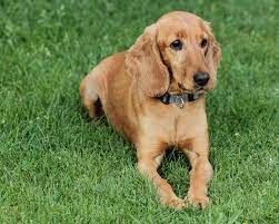 American cocker spaniels shed a lot. A Cocker With Short Hair By Stompy05 On Deviantart