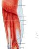 Human body arteries and veins diagram unlabeled leg muscles anatomy, leg anatomy, anterior leg. 1