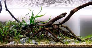 10 Model Tema Aquascape Terbaik Disertai Contoh Gambarnya Hobinatang
