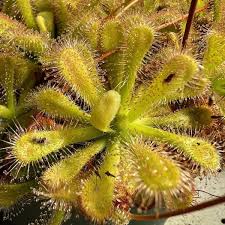 Image result for Drosera