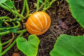 You can also apply a layer of fertilizer as pumpkins can be heavy feeders. When To Plant Pumpkins Kellogg Garden Organics