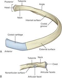 Floating ribs are the lower ribs that lack attachment to the breast bone. Ribs Anatomy Types Ossification Clinical Significance How To Relief Anatomy Bones Anatomy Skeletal System Anatomy