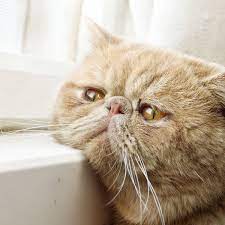 Cats Can Recognise Their Own Names Say Scientists Animal Behaviour The Guardian