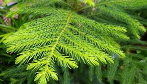 Image result for Araucaria cunninghamii