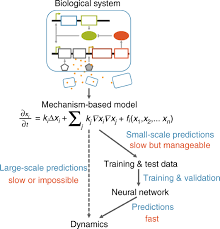 We did not find results for: Massive Computational Acceleration By Using Neural Networks To Emulate Mechanism Based Biological Models Nature Communications