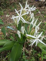 Image result for Crinum paludosum