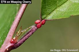 Image result for Nectaropetalum