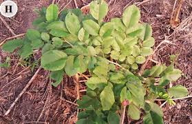 Image result for Rinorea brachypetala