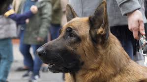 This is the east chicago pound located in east chicago, indiana. Aldermen Ok Revised Ban On Sale Of Dogs Cats Rabbits At Pet Stores To Stop Breeders Chicago News Wttw