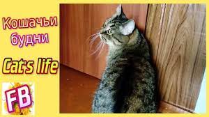 cat life cat life cats life