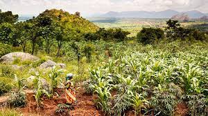 Unlocking the potential of agribusiness. Agribusiness Can Help To Unlock The True Potential Of Africa