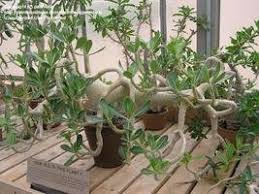 Image result for Chasmopodium