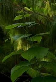 Image result for Clerodendrum rotundifolium