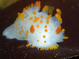 Image result for Tinnea apiculata