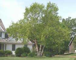 River Birch Trees For Sale Near Me Pin On How My Garden Grows