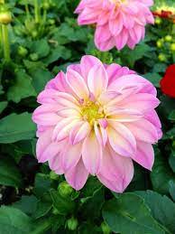 Froehlich S Farm Garden Center Nursery Furlong Pa Farm Gardens Garden Center Beautiful Flowers