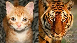 Pin By Cathryn Bay Fowler On Animals Wild Cats Domestic Cat Big Cat Rescue