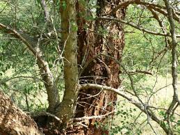 Image result for Acacia nigrescens