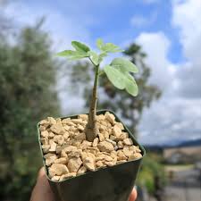 Image result for Adenia spinosa