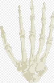 The hand itself consists of specific bones onto which various muscles are attached, and a key facts about the anatomy of the hand. Hand Human Skeleton Skull Png 1458x2214px Hand Anatomy Arm Bone Homo Sapiens Download Free