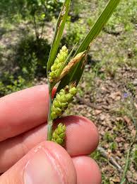 Image result for Carex sp.no.1