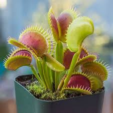 A Venus Fly Trap Carnivorous Plants Venus Fly Trap Plants