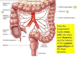Ascending Transverse Descending Colons Sigmoid Haustra Tenia Coli Digestive System Anatomy Anatomy Medical Information
