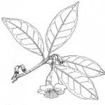 Image result for Rothmannia fischeri