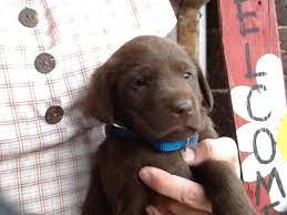 Maybe you would like to learn more about one of these? Darling Akc Lab Puppies Chocolate And Yellow 6 Weeks Old For Sale In Plain City Ohio Classified Americanlisted Com