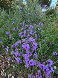 Image result for Nemesia lilacina