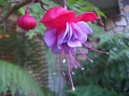 Moreover, aquatic flowers come in various shapes and sizes. And Flowers Reviews
