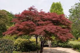 Infected trees may be deformed with crooked and angular branches or witches' brooms (clusters of shoots growing from one area of a branch). How To Grow Japanese Maple Trees Gardener S Path