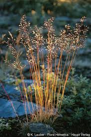 Image result for Avenella