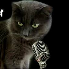Pisi Kedi Tv On Twitter Konusan Kediler 1 En Komik Kedi Videolari Pisi Kedi Tv Https T Co Bu6ycbdieq Via Youtube
